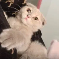 گربه اسکاتیش و بریتیش لیلاک|گربه|کرج, شهرک جهان‌نما|دیوار