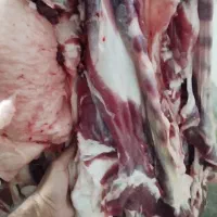 گوشت گرم قلوه گاه گوسفندی کشتار روز