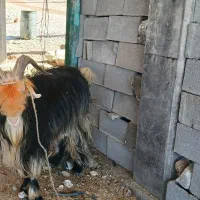 1راس بهده تخمی بر دوم|حیوانات مزرعه|اندیکا, |دیوار