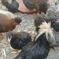 نوچه مرغوخروس