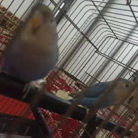 طوطی برزیلی دستی