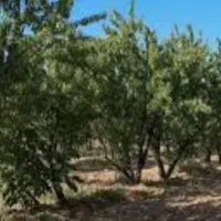 فروش-باغ-1000متری