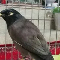 مرغ مینا سخنگو ۲۰ کلام|پرنده|تهران, سلسبیل شمالی|دیوار