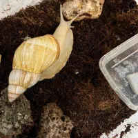 حلزون پرورشی