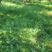 اجاره یونجه و علف زار برای چرای گوسفند ۶ هکتار|اجارهٔ دفتر صنعتی، کشاورزی، تجاری|مراغه, |دیوار