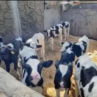 گوساله نر