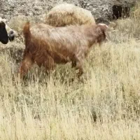 بزغاله های پرگوشت هم عراقی هم معمولی برای قربانی|حیوانات مزرعه|ماکو, |دیوار