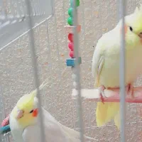 جفت عروس پارس هفت ماهه|پرنده|اهواز, کوروش|دیوار
