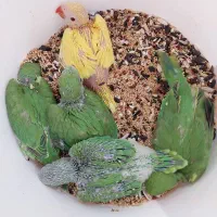 جوجه سرلاکی ملنگو