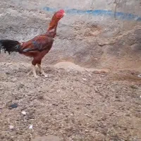 خروس لاری اصیل