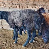 بره نر جوان قزل قره قزل قره چال اصلاح نژاد ۲قلوزا