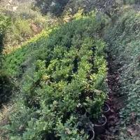 گلدانی|گل و گیاه طبیعی|رحیمآباد, |دیوار