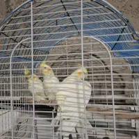 عروس لوتینو