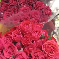 گل رز|گل و گیاه طبیعی|ارومیه, |دیوار