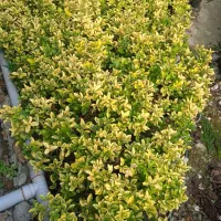 شمشاد طلایی