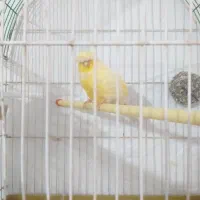 قناری آواز میخونه