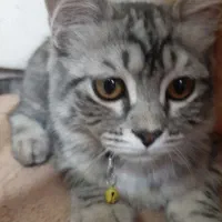 گربه اسکاتیش|گربه|قم, نوبهار|دیوار