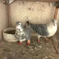 کفتر ساده مگسی