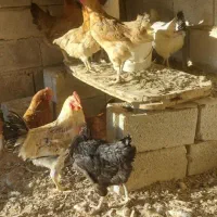 مرغ و خروس محلی ارگانیک