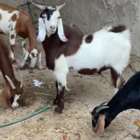 کهره نر