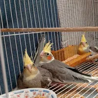 عروس هلندی ۱ماهه