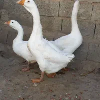 قوغاز|حیوانات مزرعه|ارومیه, |دیوار