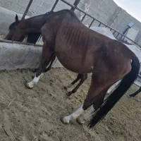 مادیان کره درشوری