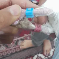 کبوتر پلاکی عراق|پرنده|کارون, |دیوار