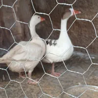 بوقلمون محلی وغاز درجه یک|حیوانات مزرعه|شیراز, شهدای شهرک سعدی|دیوار