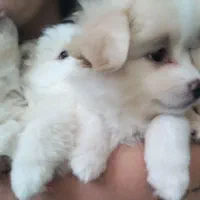 واگذاری اشپیتزپامرین|سگ|فولادشهر, B2|دیوار