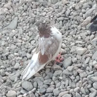 کبوتر