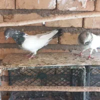 یه‌جفت‌کفترکله‌دم‌سیاه‌|پرنده|قم, تعویض پلاک|دیوار