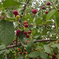 8هزارمترباغ-باسهمیه-اب-وزیرزیرقیمت