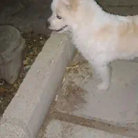 سگ گم شده|حیوانات|خرمآباد, |دیوار