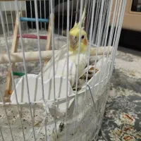 عروس هلندی با قفس