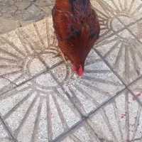 خروس محلی چاق|حیوانات مزرعه|کوهدشت, |دیوار