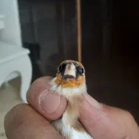 جوجه سهره نر سال|پرنده|آبدانان, |دیوار