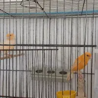 دو جفت قناری نر وماده