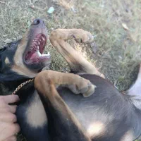 سگ دوبرمن. واگذار