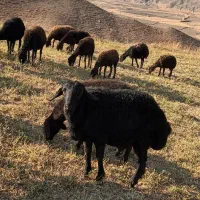 قوچ جوان نژاد دار یک ساله|حیوانات مزرعه|میانه, |دیوار