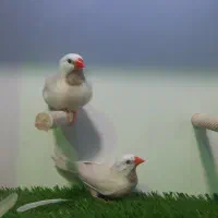 فنچ کراوات|پرنده|تهران, زنجان جنوبی|دیوار