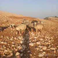 میش، بره بز