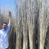 نهال صنوبر نیگرایارانه ای ۳ متری فقط ۱۵ هزار