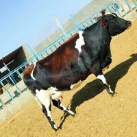 ۳راس گاو آبستن هلشتاین|حیوانات مزرعه|سبزوار, کلاته سیفر|دیوار