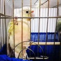 یک عدد گرینچیک (مونچیک) گمشده تو سه راه گوهردشت|پرنده|کرج, کوی کارمندان شمالی|دیوار