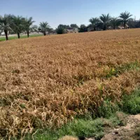 زمین کشاورزی بفروش میرسد