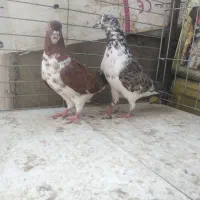 کفتر