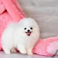 توله سگای پامرانین عروسکی|سگ|شیراز, ارم|دیوار