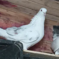 کبوتر