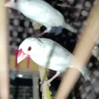 فنچ نرگسی مولد تضمینی